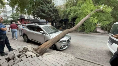 Ağaç otomobilin üzerine devrildi