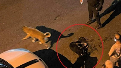 Belediye çöp kamyonu sokak köpeğini ezdi