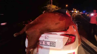 Otomobilin çarptığı inek telef oldu