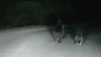 Seyir halindeki otomobilin önüne ayı çıktı