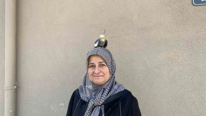 Torunu için sahiplendi, papağan çocuğu gibi oldu