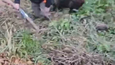 Domuzun saldırısından avcı arkadaşları kurtardı