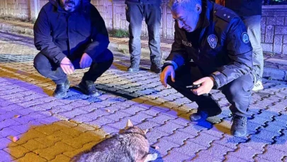 Şehre inen çakala polis ekiplerinden şefkat eli