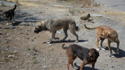 Başıboş köpekler tehlike saçıyor