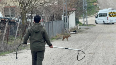 Yerleşim yerine inen hasta çakal tedavi edilip doğaya salındı