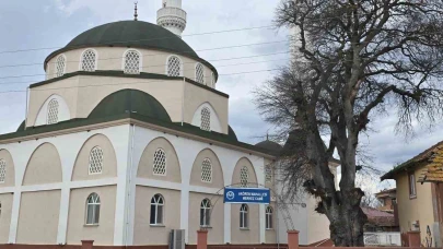 Asırlık çitlembik ağacı için ’koruma’ çağrısı