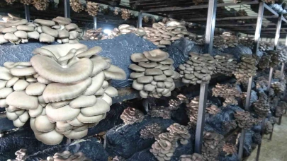 İstiridye mantarı üretimi artıyor
