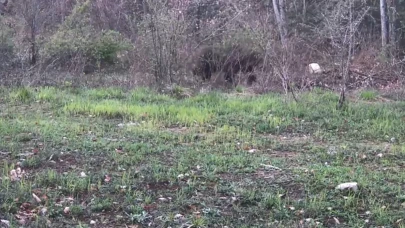 "Doğanın Göz Alıcı Anları: Ayı, Domuz ve Gelinciğin Fotokapanla Yakalanan Anları"