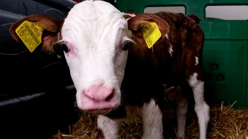 Amasya DSYB’den Aralıksız Çalışma