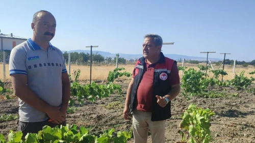 Merzifon’da Bağlarda Hasat Öncesi Kontroller Yapıldı