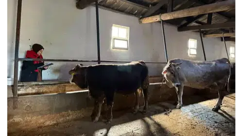 Suluova’da Tarım Ekipleri Sahaya İndi!