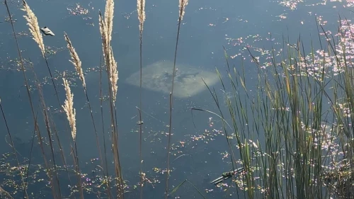 Ehliyetsiz sürücü araçla gölete düştü