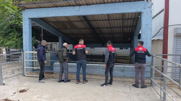 Merzifon Kesimhanesinde Gıda Güvenliği Denetimi