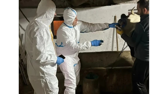 Merzifon’da Şap Hastalığına Karşı Mücadele