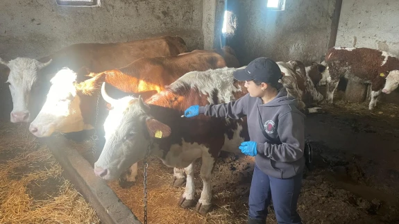 Gümüşhacıköy’de Büyükbaş Hayvanlara Koruyucu Aşı