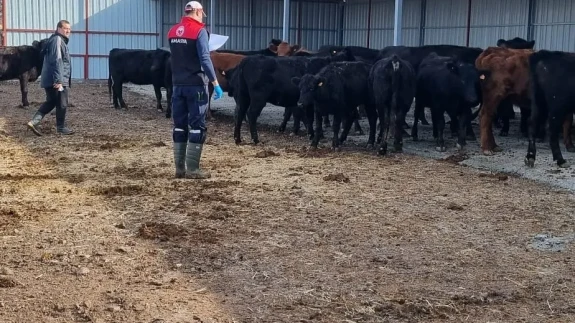 Hamamözü’nde Kırsal Hayvancılığa Yakın Takip