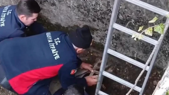 Amasya’da Minik Karaca Hayata Tutundu