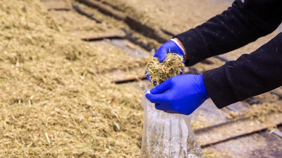 Amasya DSYB’de TMR Karma Yem Çalışmaları Aralıksız Sürüyor