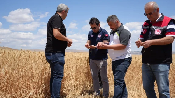 Amasya’da Hububat Hasadı Başladı: Tarlalarda Yoğun Mesai