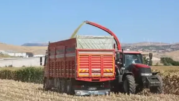 Amasya DSYB, 2025 Mısır Silajı Sezonunu Başlattı