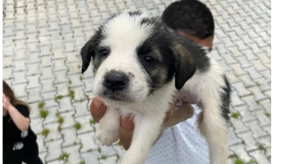 Amasya’da Patili Dostlara Sıcacık Yuva!