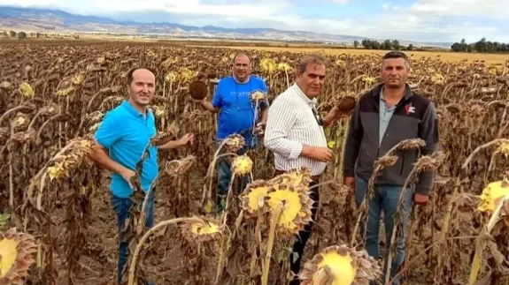 Merzifon’da Ayçiçeği Ekimini Yaygınlaştırma Projesinde Hasat Dönemi Başladı