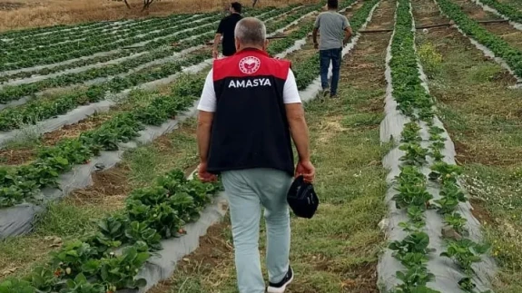 Amasya’da DOKAP Kapsamında Dağıtılan Fidan ve Fideler Kontrol Ediliyor