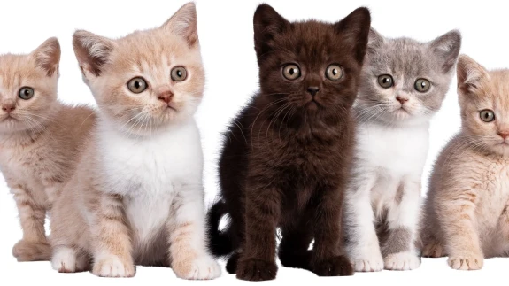 Rüyada Kedi Görmek Ne Demek? İşte Rüya Tabirleri ve Anlamları