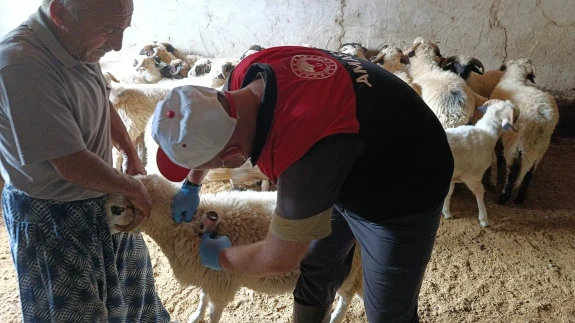 Amasya’da Küçükbaş Hayvanlarda Aşılama ve Küpeleme Çalışmaları Sürüyor