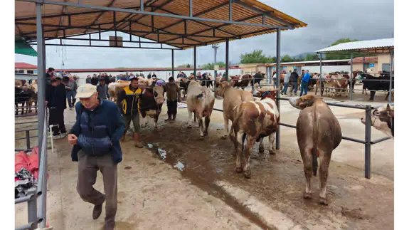 Hayvan Pazarında Bayram Umudu Devam Ediyor