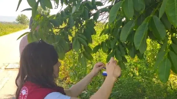 Merzifon’da Kahverengi Kokarca’ya Karşı Samuray Arıcığı Hamlesi!