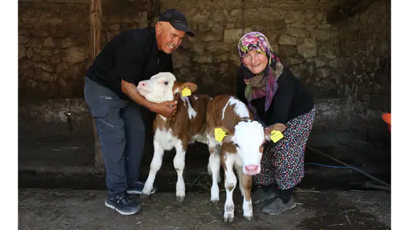 Amasya’da Renkli Hayvancılık Hikayesi