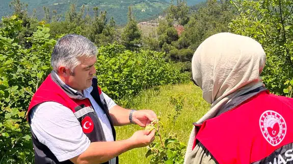 Amasya’da Fındık Bahçeleri Mercek Altında!