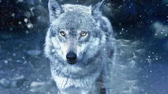 Rüyada Kurt Görmek Ne Anlama Gelir? Güç, Tehlike ve Büyük Değişimin Habercisi Mi?