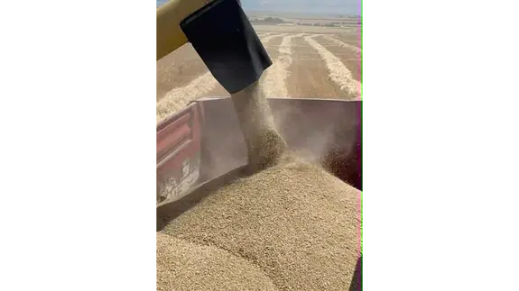 Amasya DSYB'den Üreticiye Örnek Hasat