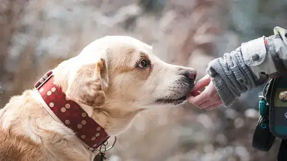 Rüyada Köpek Beslemek Ne Anlama Gelir? Rüya Tabirinde Dikkat Çeken Yorum