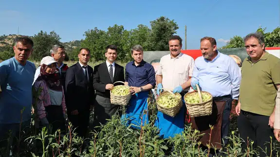 Amasya’nın Altın Değerindeki Bamyasında Hasat