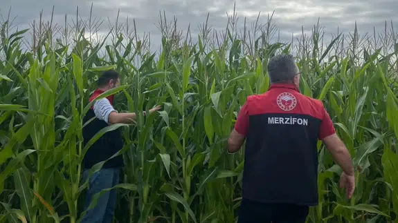 Merzifon’da Hayvancılığa Silajlık Mısır Desteği