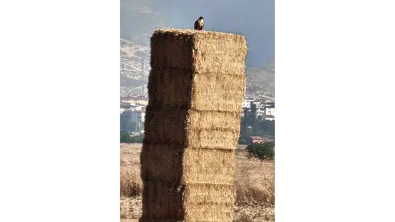 Saman Değil, Doğal Güvenlik Kulübesi!