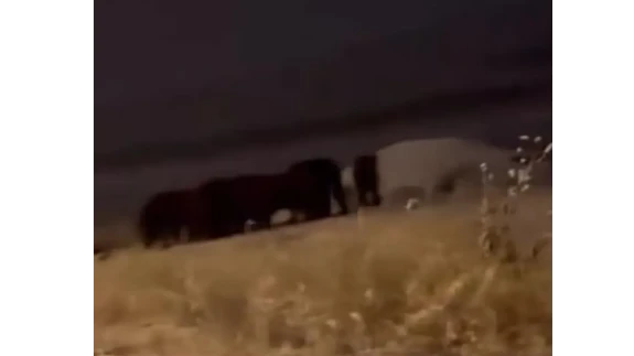 Çorum’da Yaban Domuzları Şehir Merkezinde