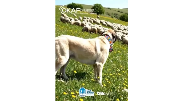 Yerli Irklar OKAF Merzifon’da Buluşuyor