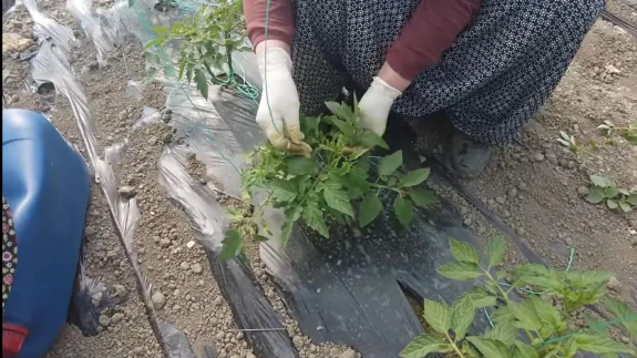 Amasya’da Seralara Yakın Takip