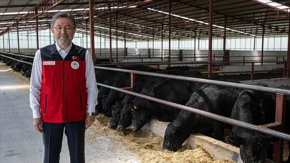 Amasya Hayvancılık Üssü Oldu