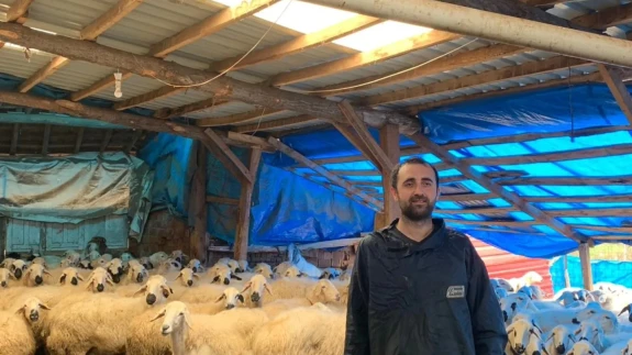 Merzifon’da 19 Koyunla Başladı, 400’e Yaklaştı