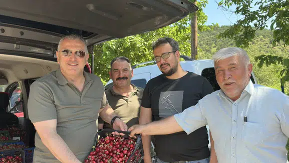 Vekil Hasan Çilez Amasya'da Kiraz Hasadına Katıldı