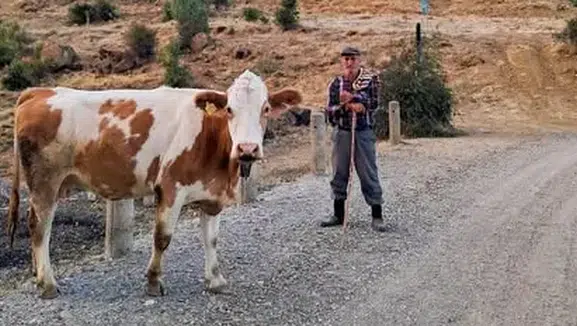 Amasya Hayvancılığında 14 Bin 514 Uygulama