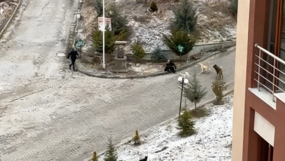 Sokak köpeklerinin saldırısına uğrayan kadını vatandaşlar kurtardı