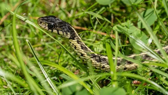 Yılanların en çok korktuğu koku açıklandı