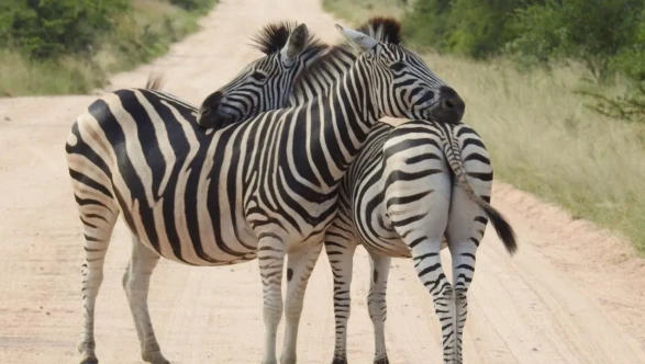 Neden kimse zebralara binmiyor? Bilim insanları şaşırtıcı nedeni açıkladı
