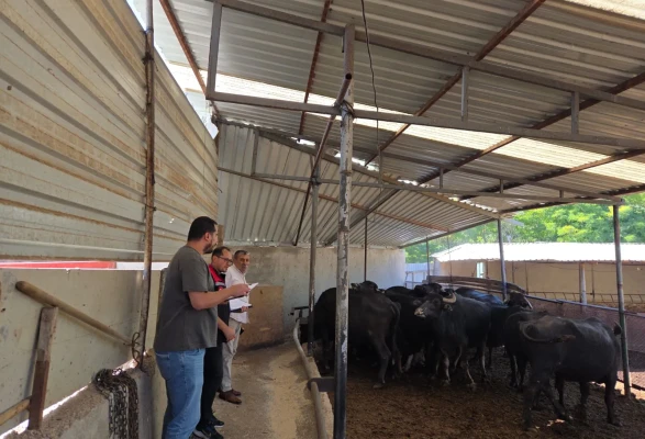 Amasya’da Halk Elinde Anadolu Mandası Projesi Tüm Hızıyla Sürüyor
